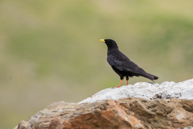 Chocard à bec jaune